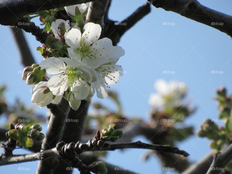 Spring cherry blossom tree