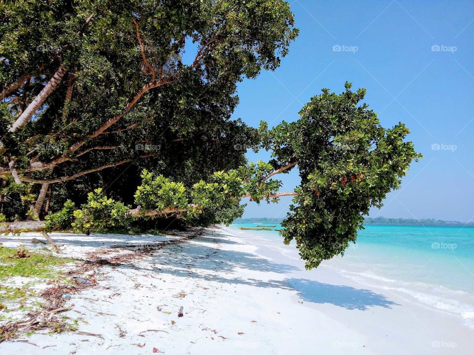 tree at beautiful beach