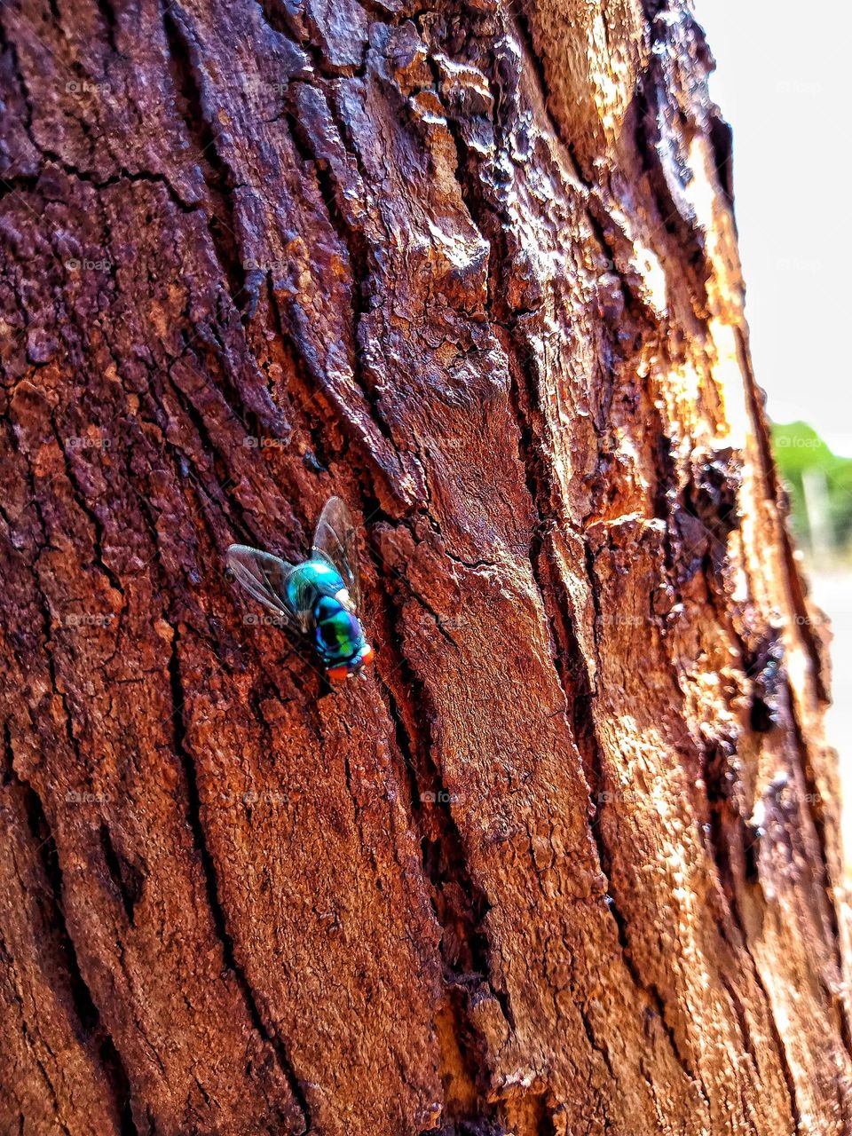 Your Best Macro Shot