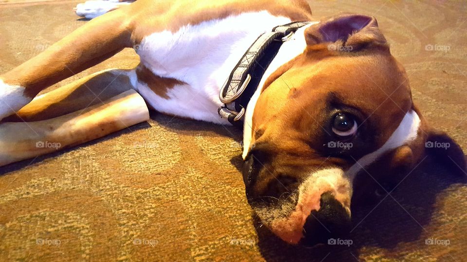 those puppy eyes ❤