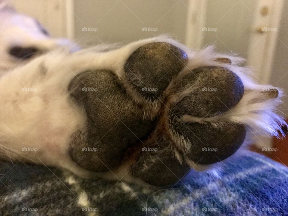Paw