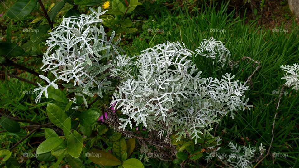 Flor delicada