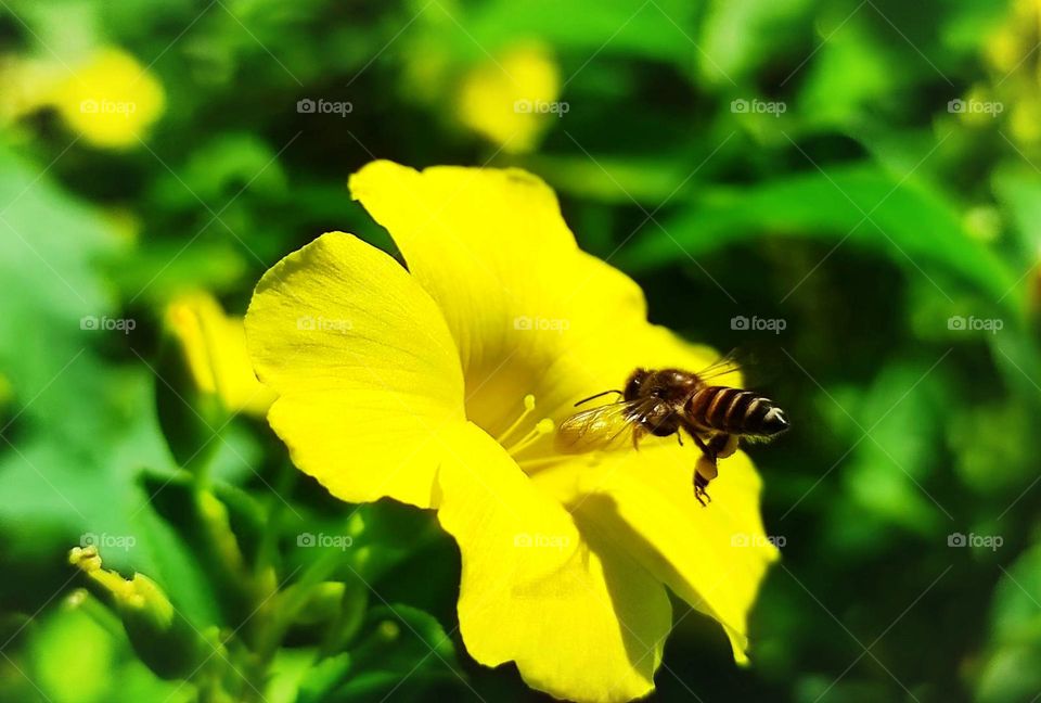 A bee collects nectar from a flower 🐝