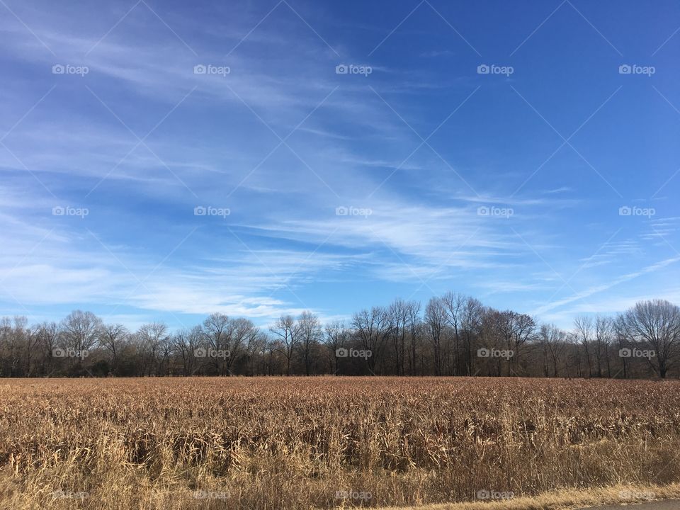 Winter field of brown and blue