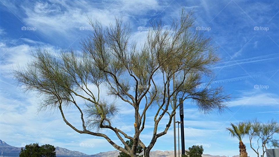 Spindly tree against beautiful blue sky!