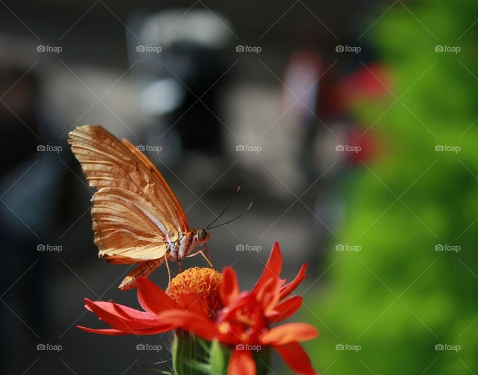 A pale orange butterfly with folded wings resting on a bright orange tropical flower