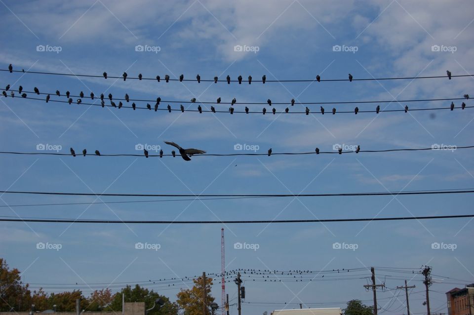 Birds on a line 
