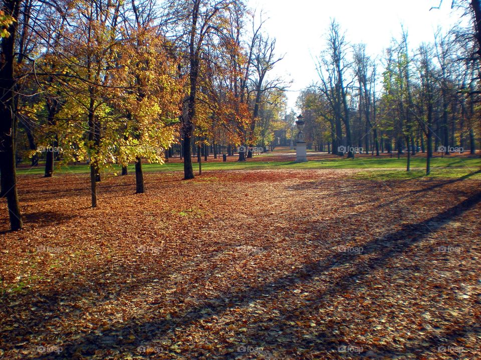 Red leaves and trees at Parma city ( Italy ).