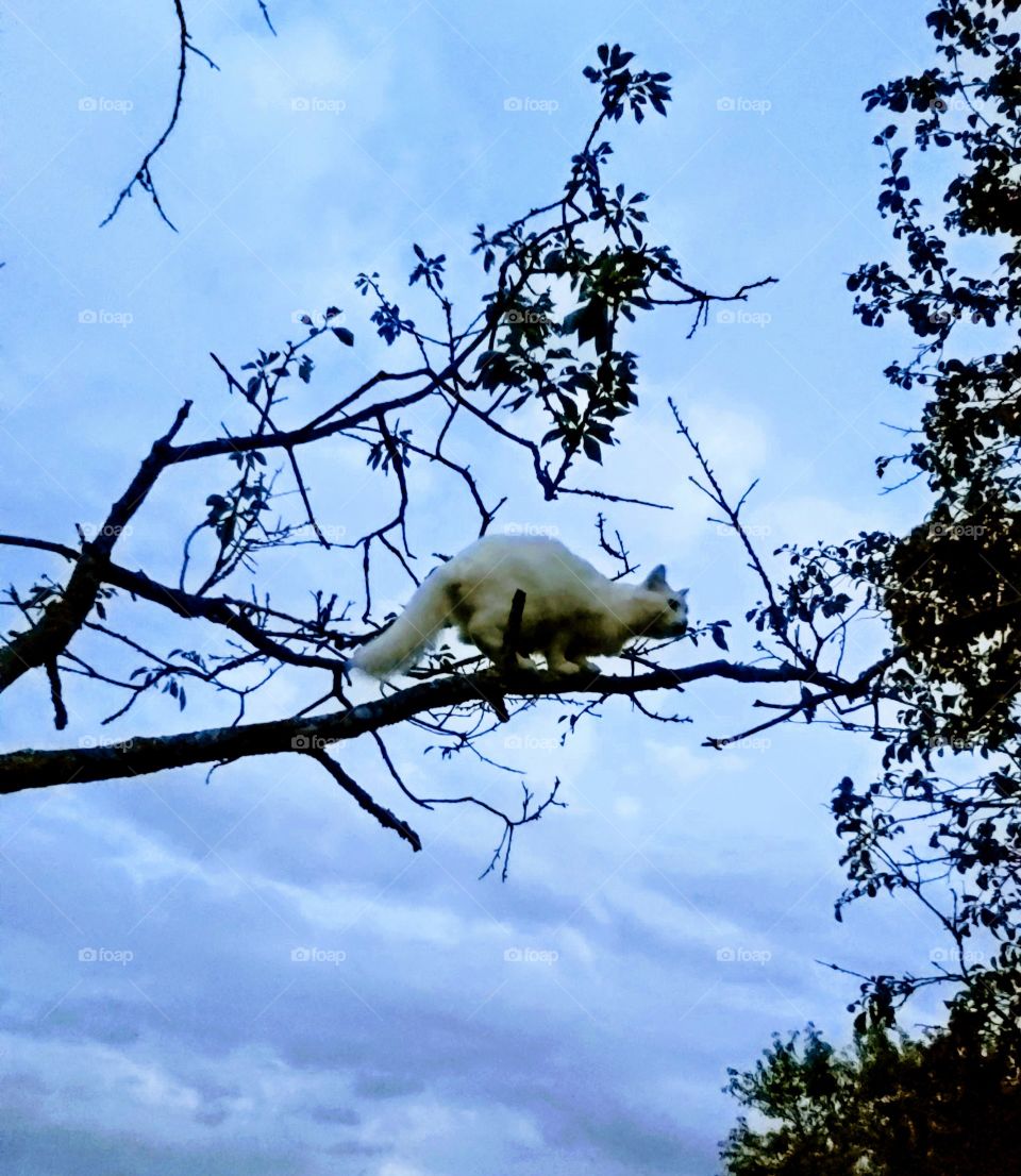 My cat in the tree