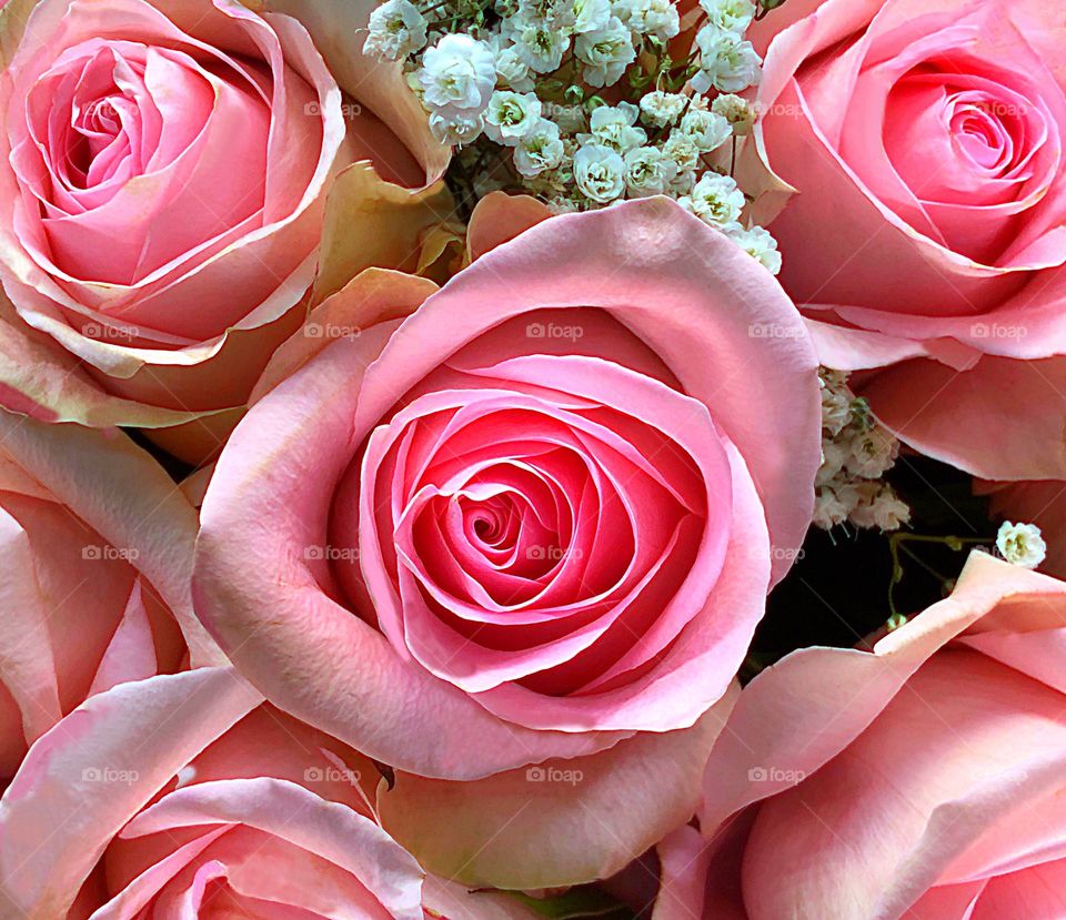 Lovely pink roses.