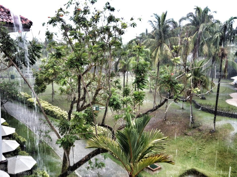 Tropical Rain