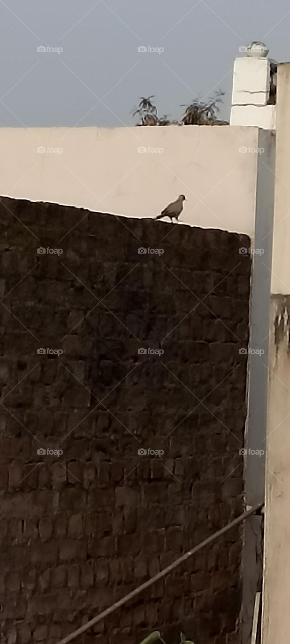 finding his partner while walking