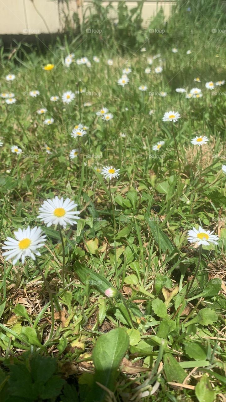 daisies in garden