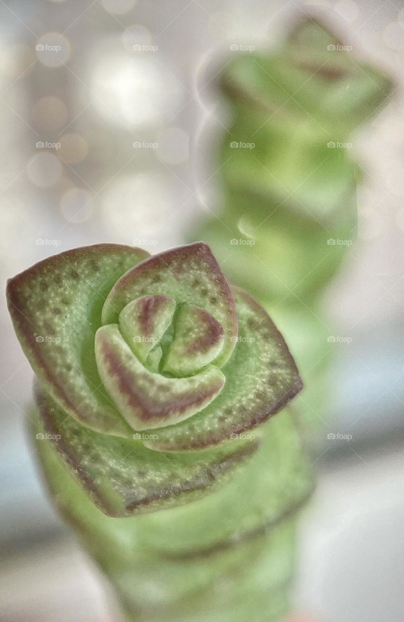 Succulent inspiration; Close-up of and natural background with tip of a Crassula (jade necklace)