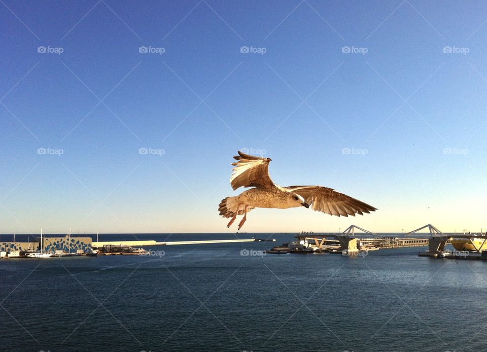 Seagull flying