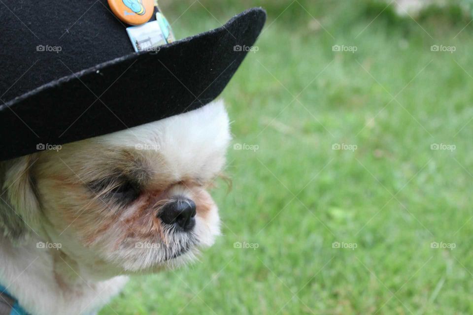 my dog put on cowboy-hat. So cute!