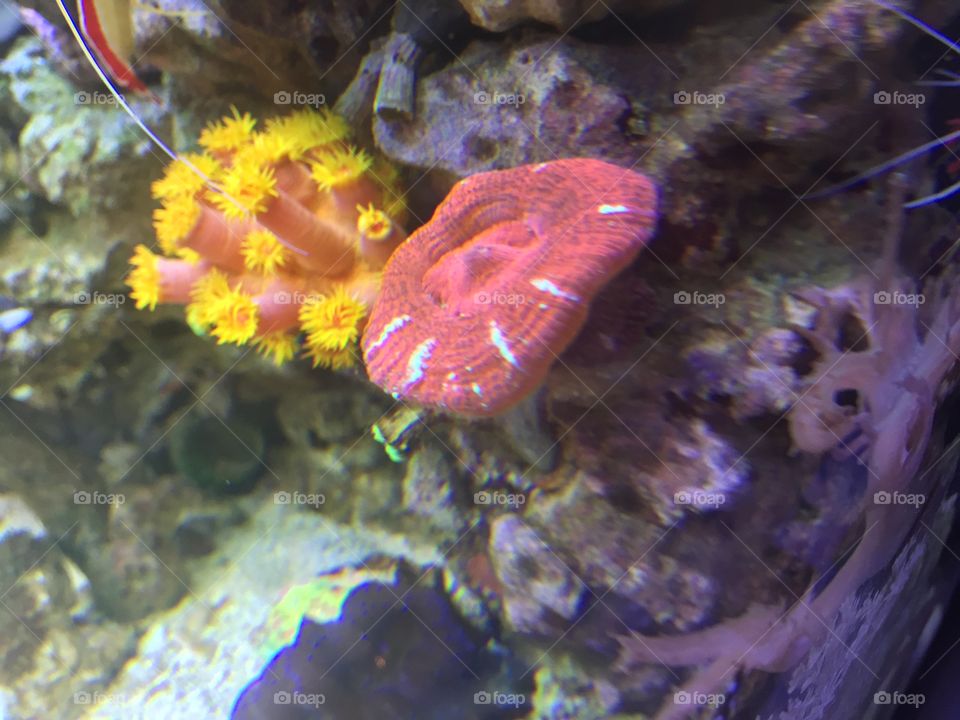 Coral