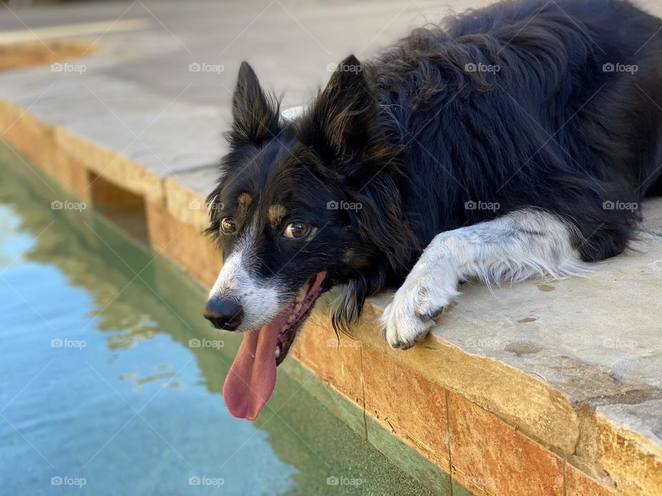 Happy border collie lying poolside 