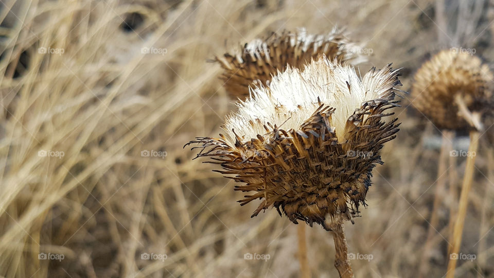 dried prickly flower, slightly burnt outside, inside white, background dry grass, autumn beautiful landscape
