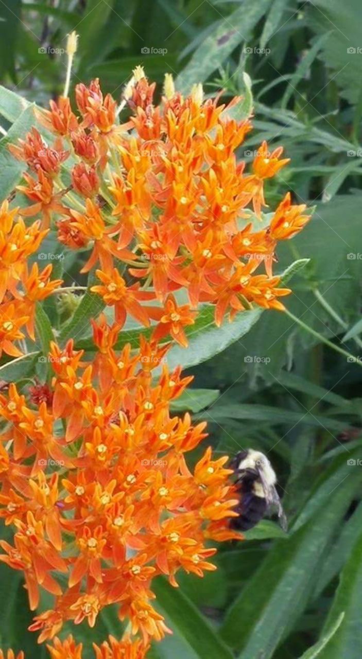 bumblebee on orange flower