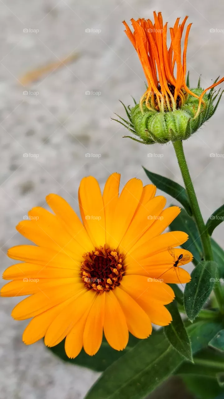 marigold