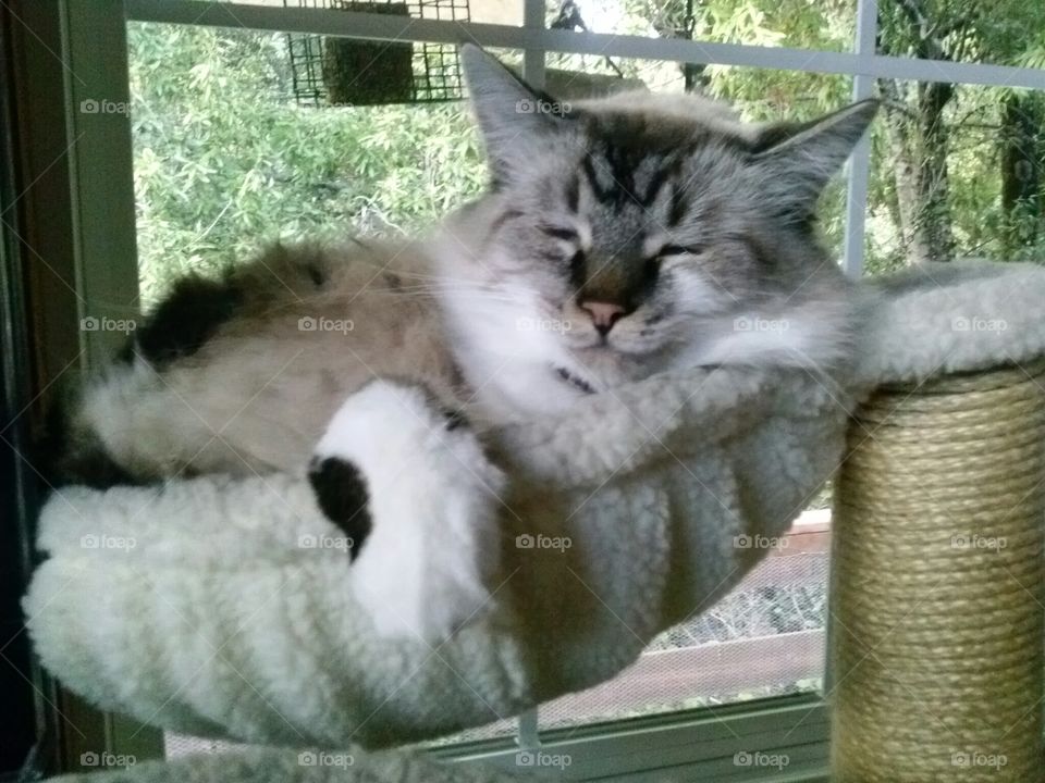 Kitty Hammock. Just a content kitty in his little tree hammock!