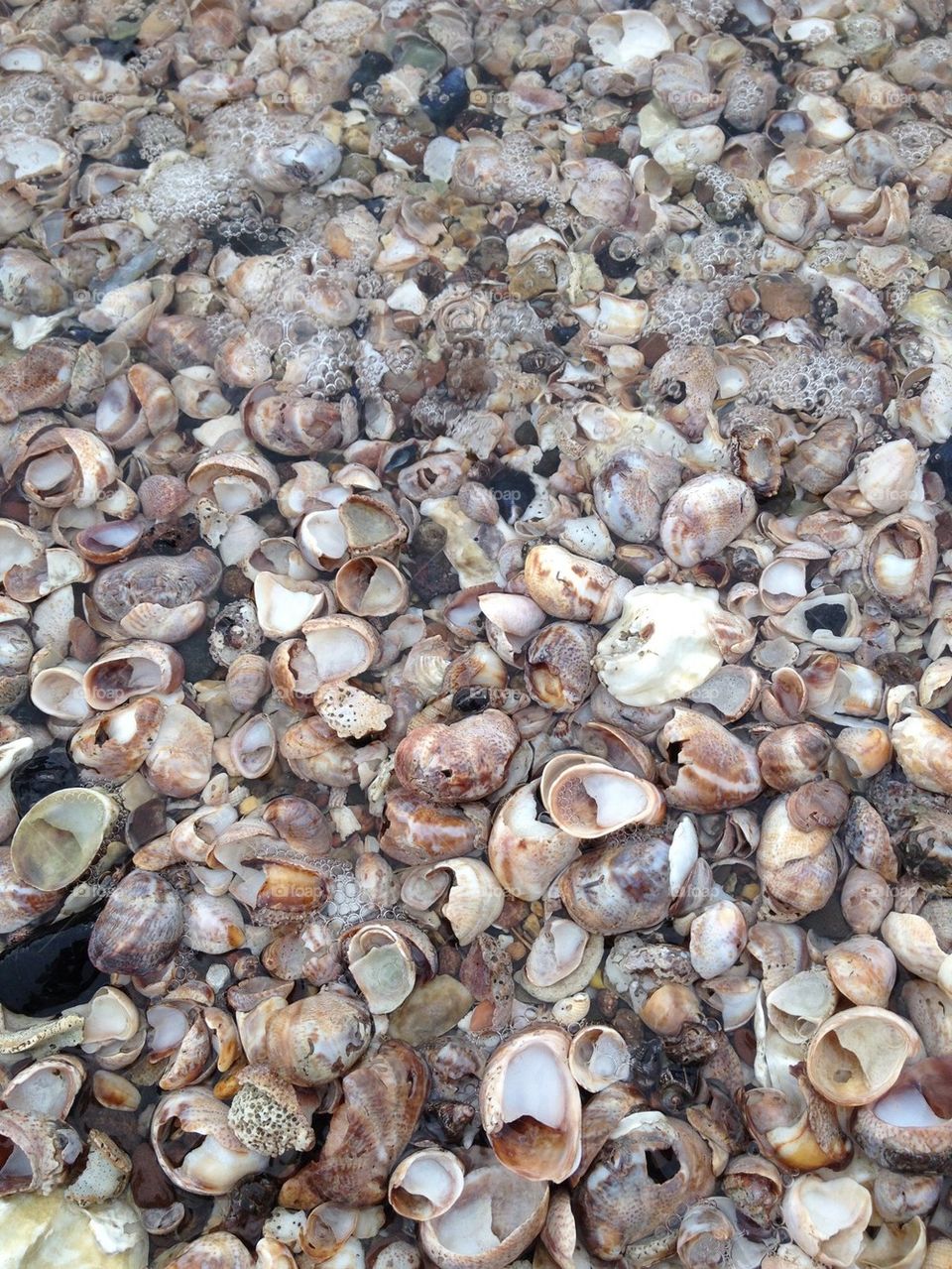 shells
