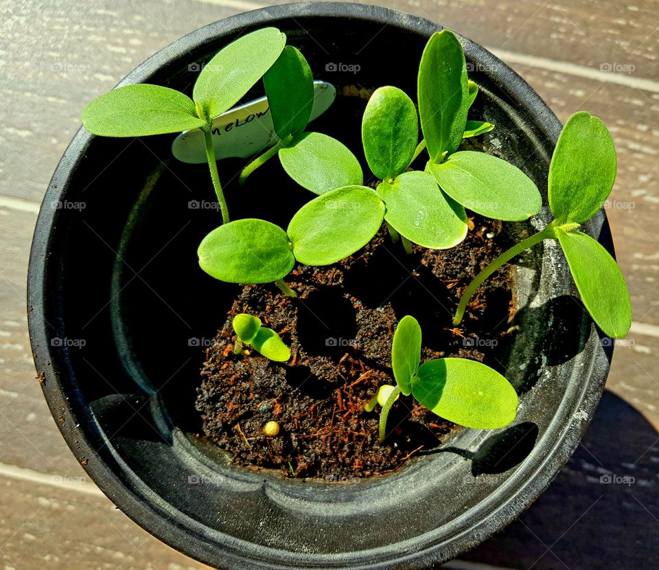 seedlings sprouting