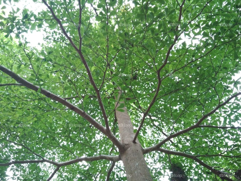 tree