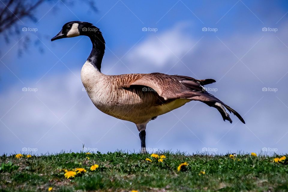 Canadian goose