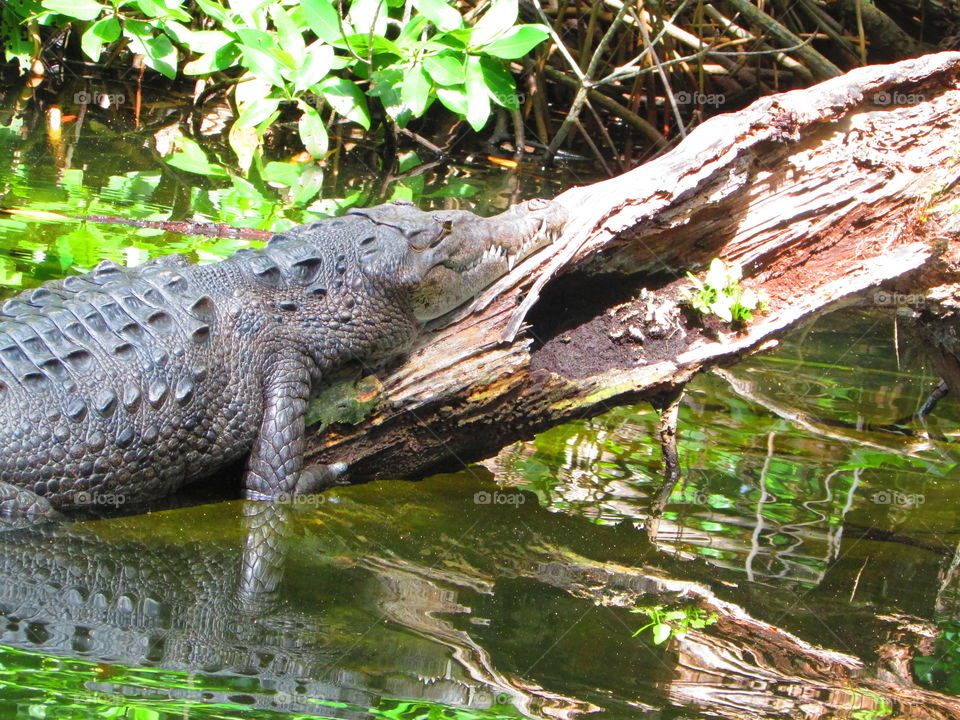 Nature, Reptile, Alligator, Crocodile, Water