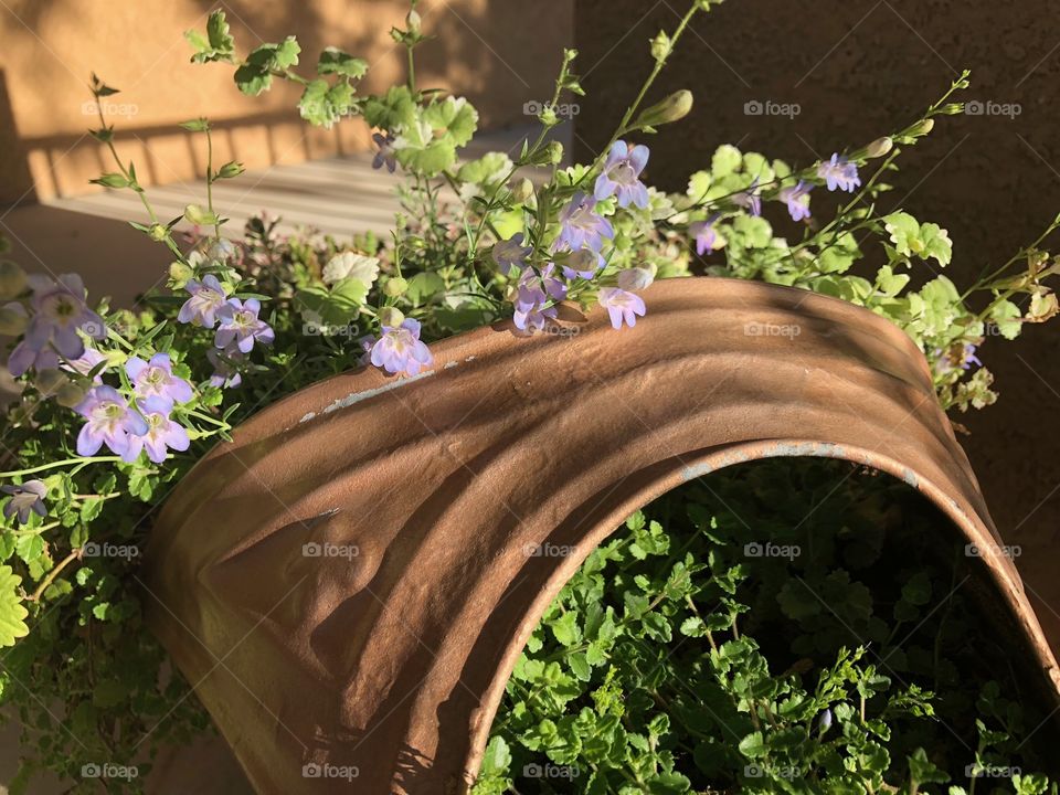 Spring flowers in a watering pot