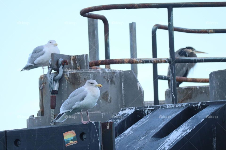 Birds on the ferry piling