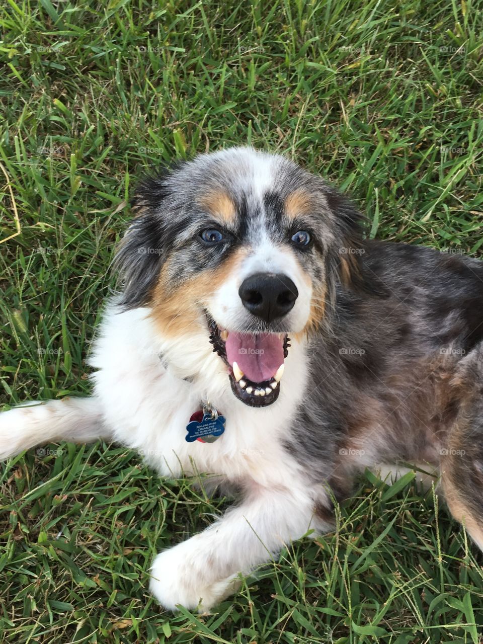 High angle view of dog in grass