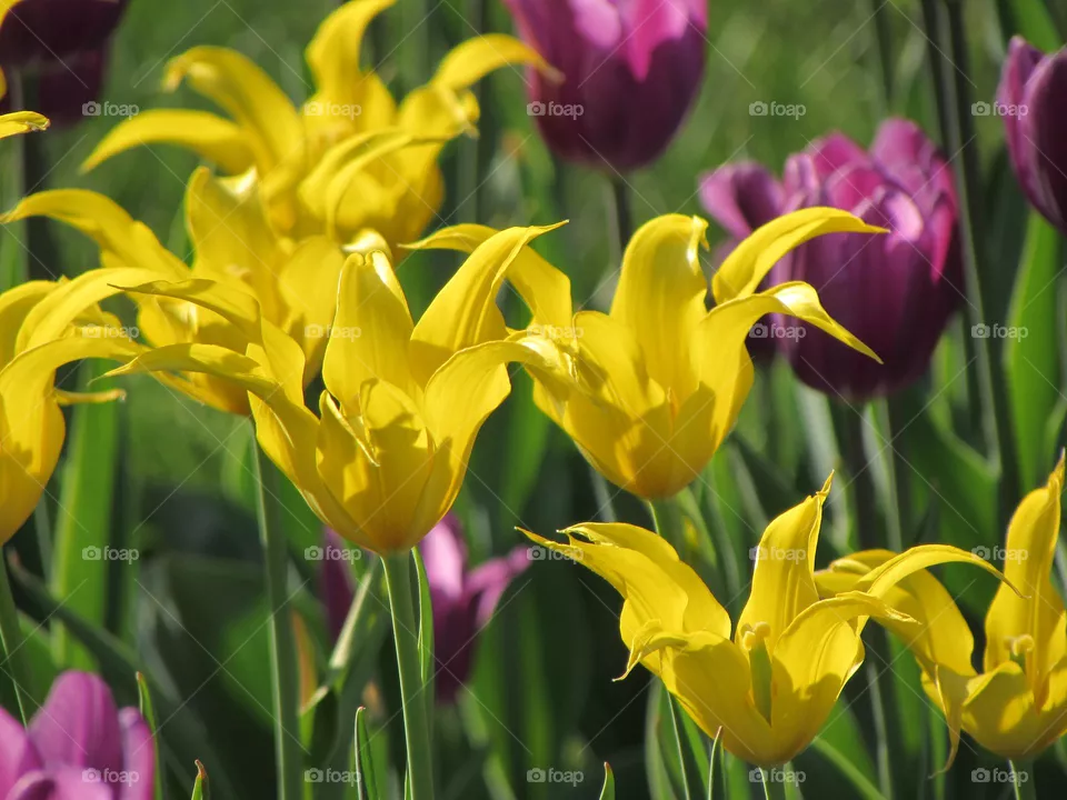 Tulips