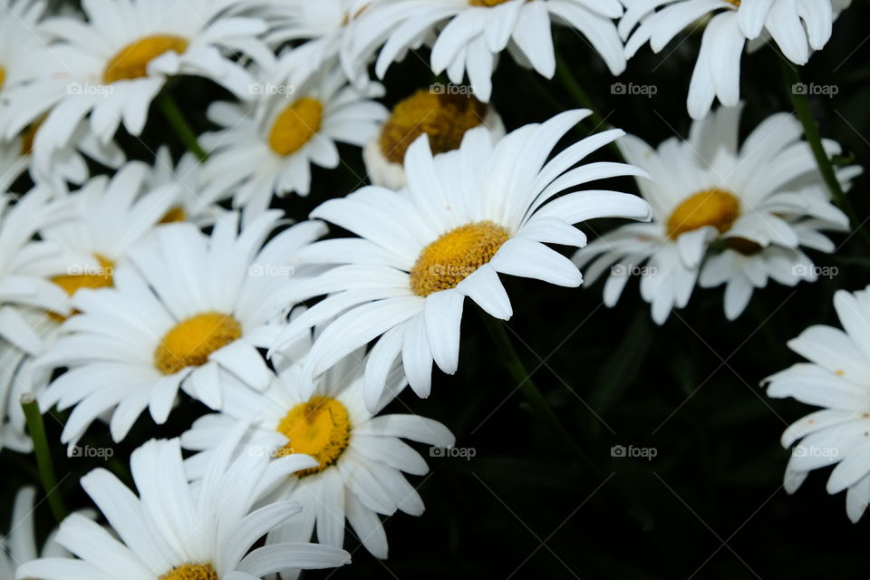 Daisies in color 