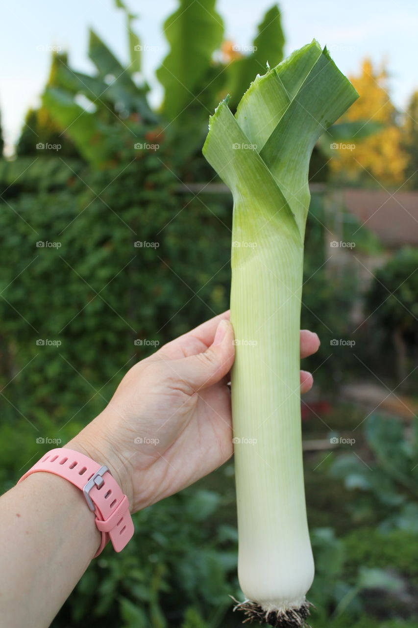 homegrown leek from the garden