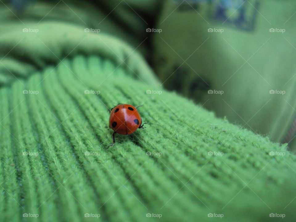Ladybug