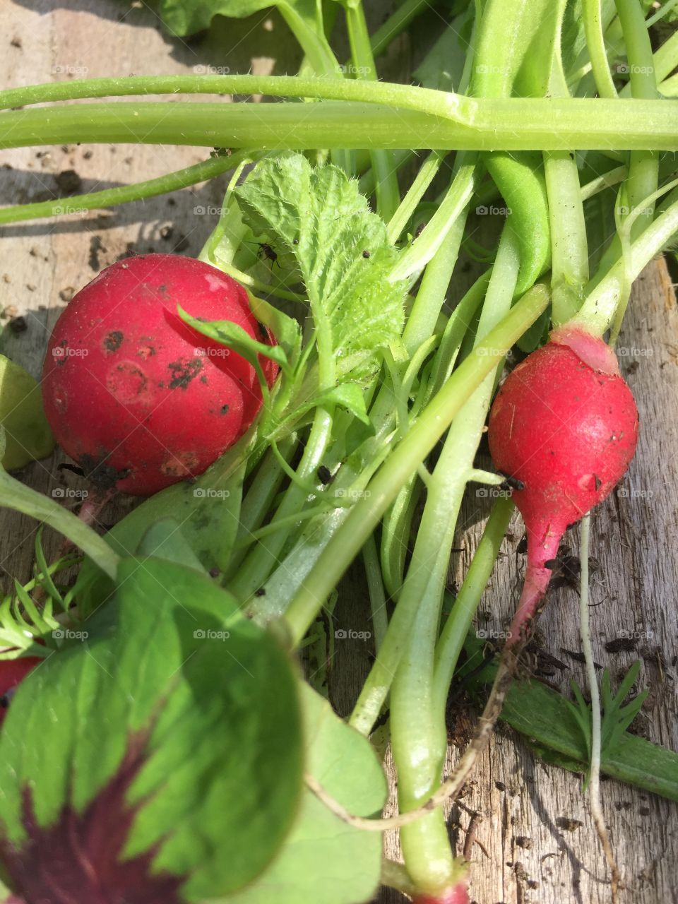 Home grown radish 