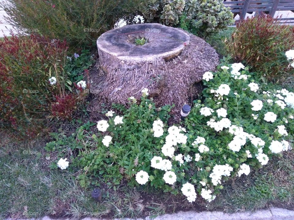 Editors' Choice - Photo of the Week