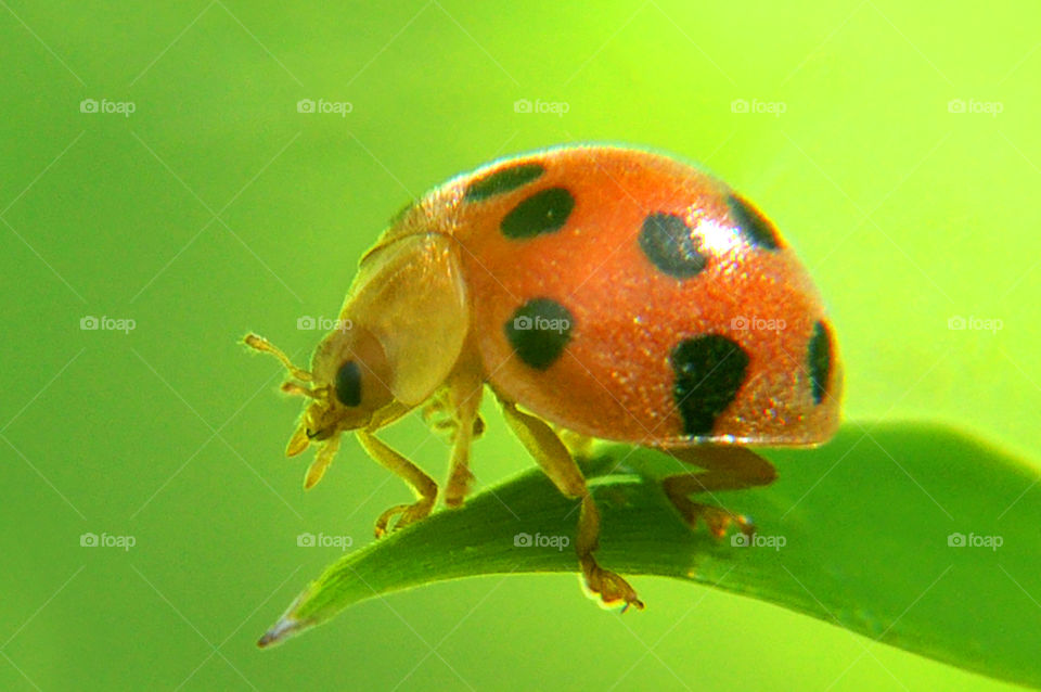 Ladybug