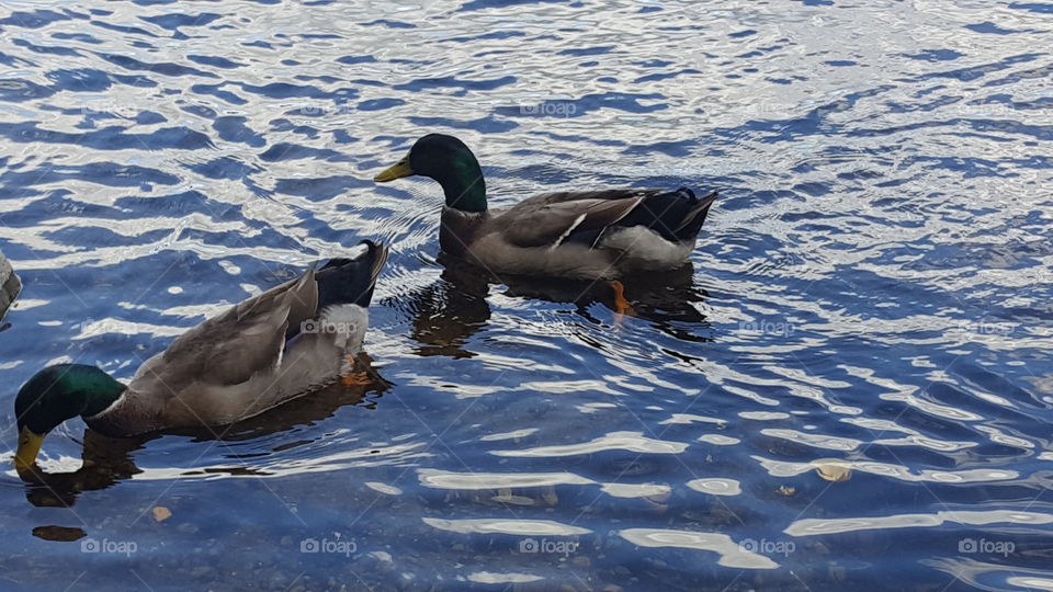 two mallards