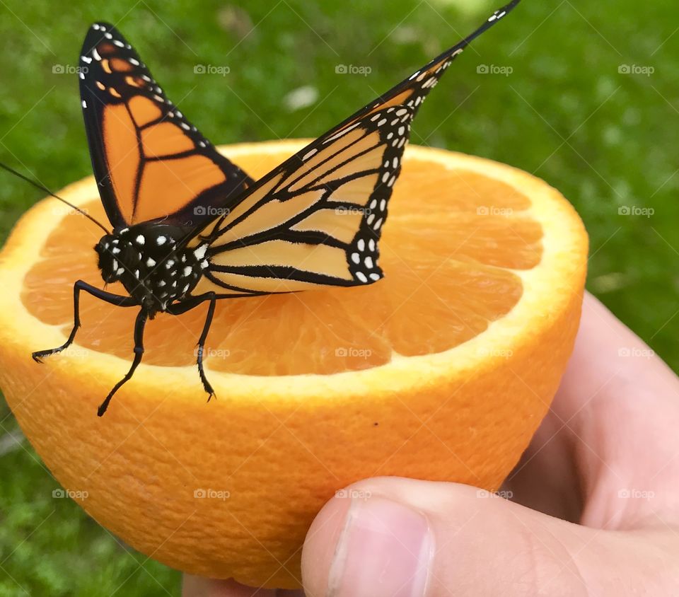 Monarch butterfly on an orange 