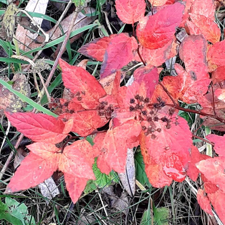 red autumn coloured leaves of meadowsweet