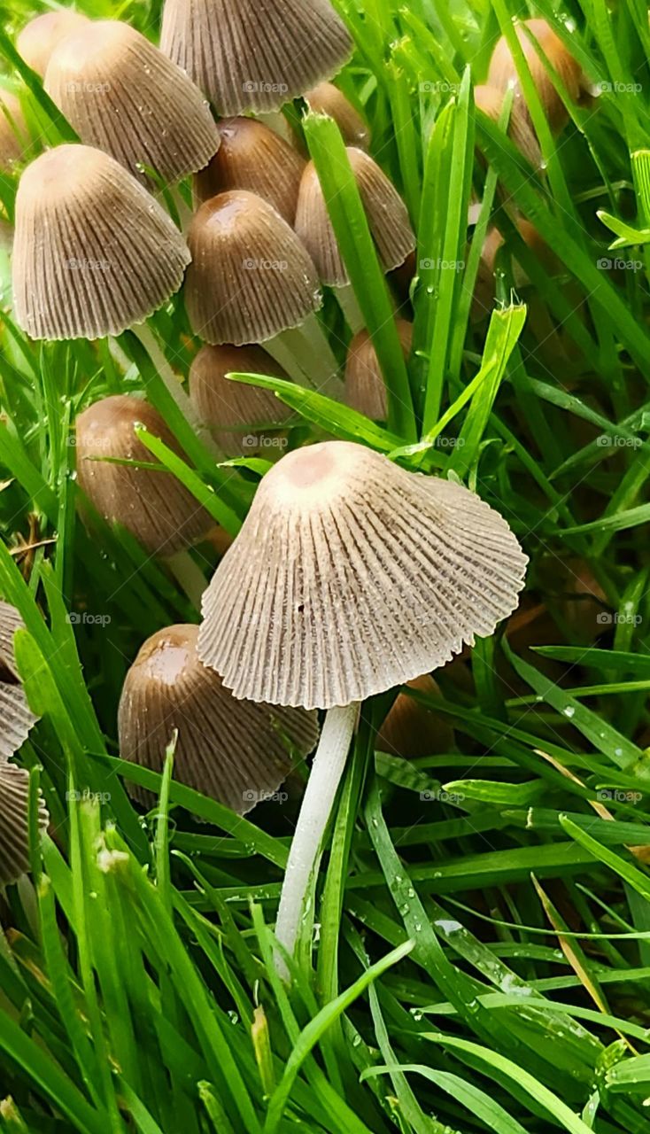 close up view of small gray umbrella shaped mushrooms growing in tall green grass on an Oregon hillside