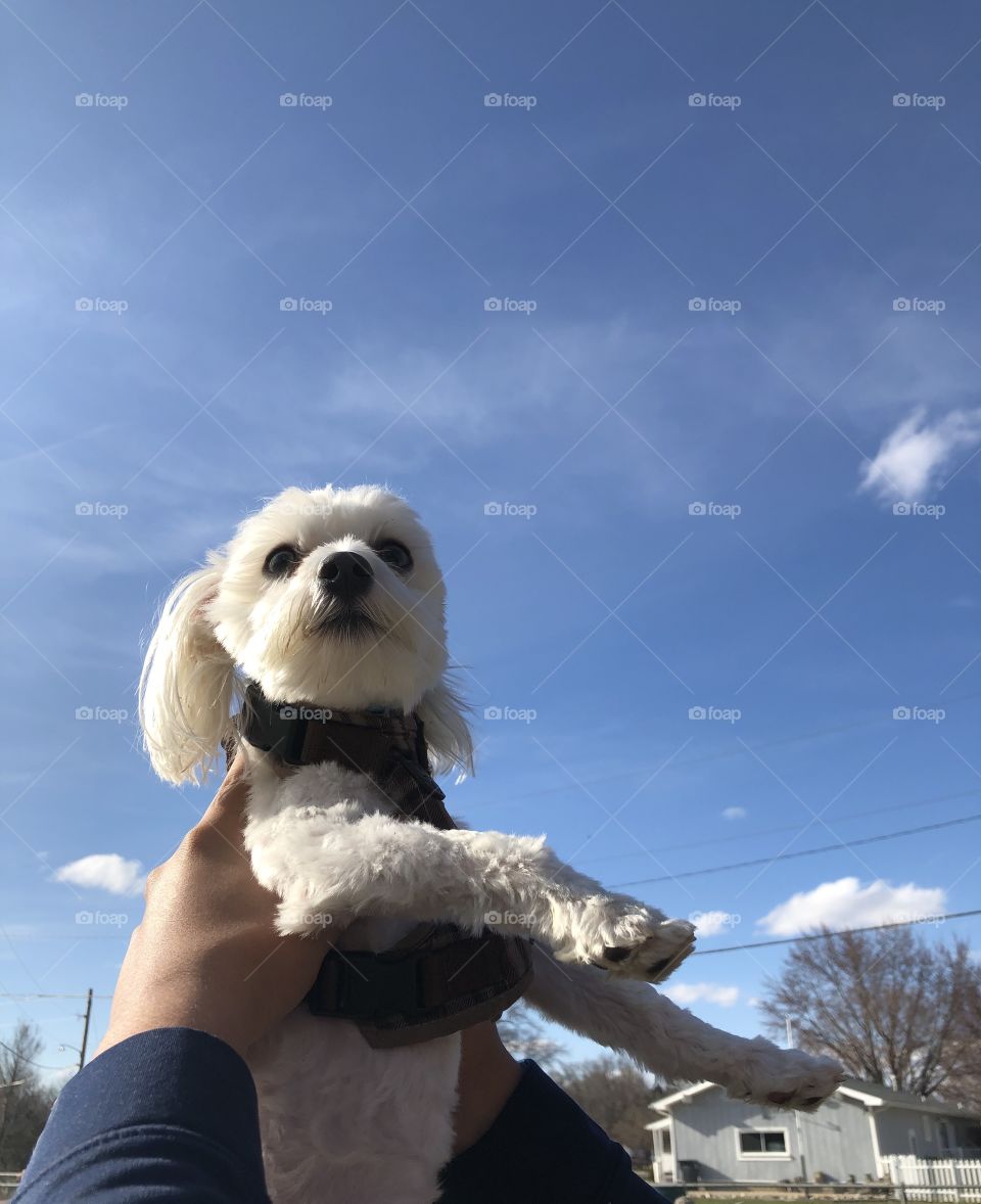 The king enjoying the first days of spring 