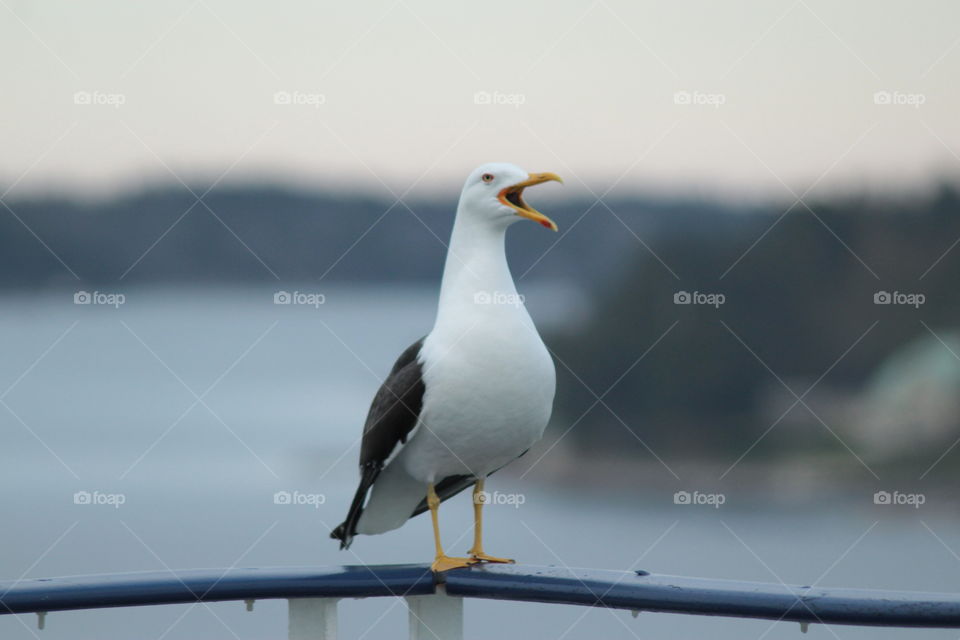 Sea gull