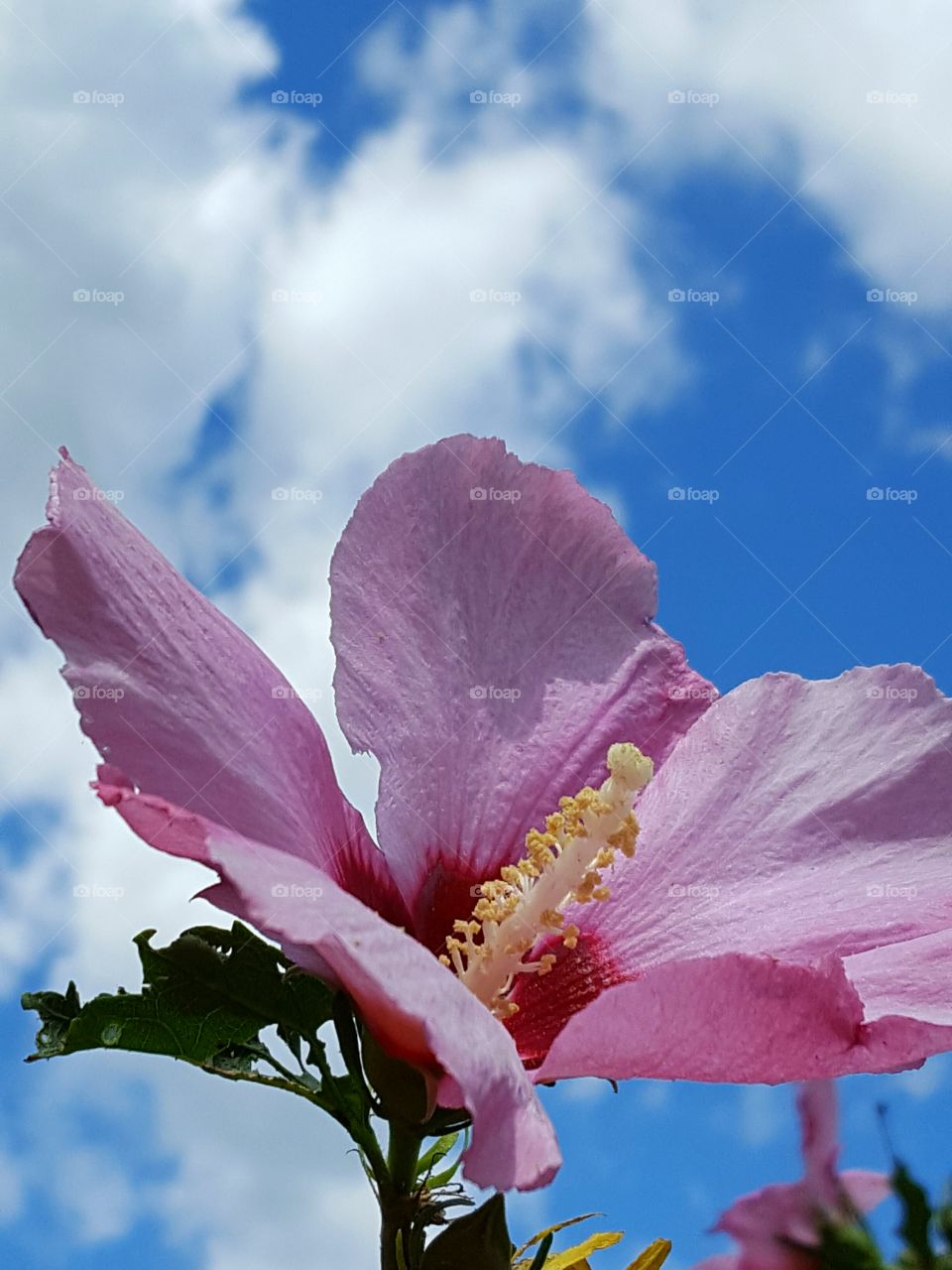 rose of sharon