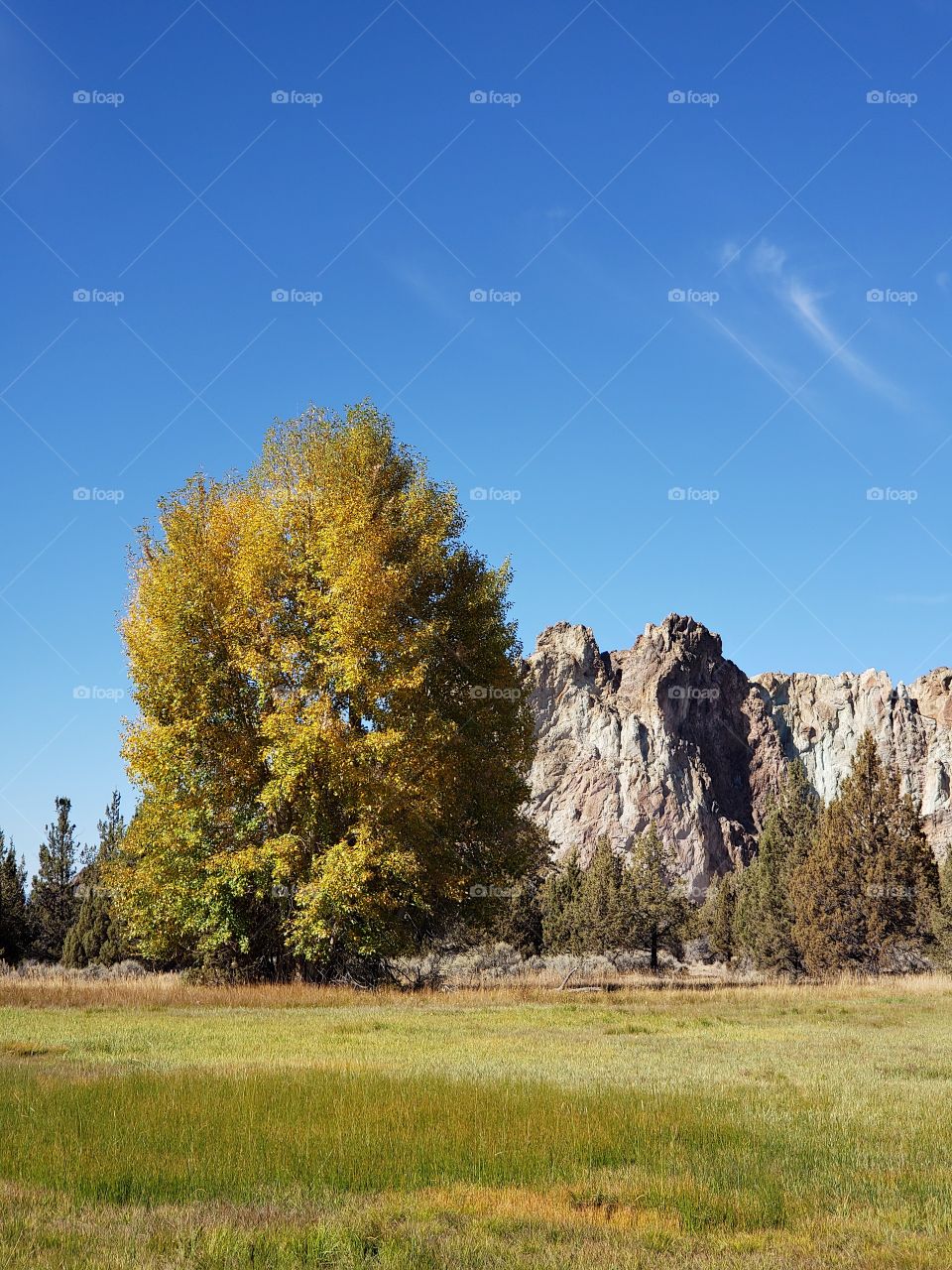 A field with a large tree in glorious fall color with the rugged Smith Rock in the background on a sunny fall day in Central Oregon. 