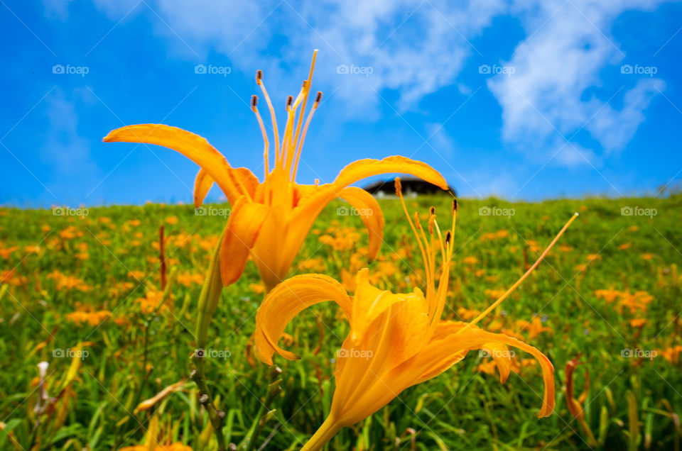 lily flower